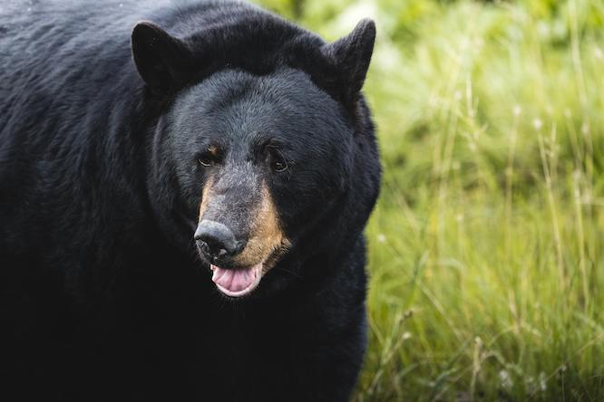 black bear