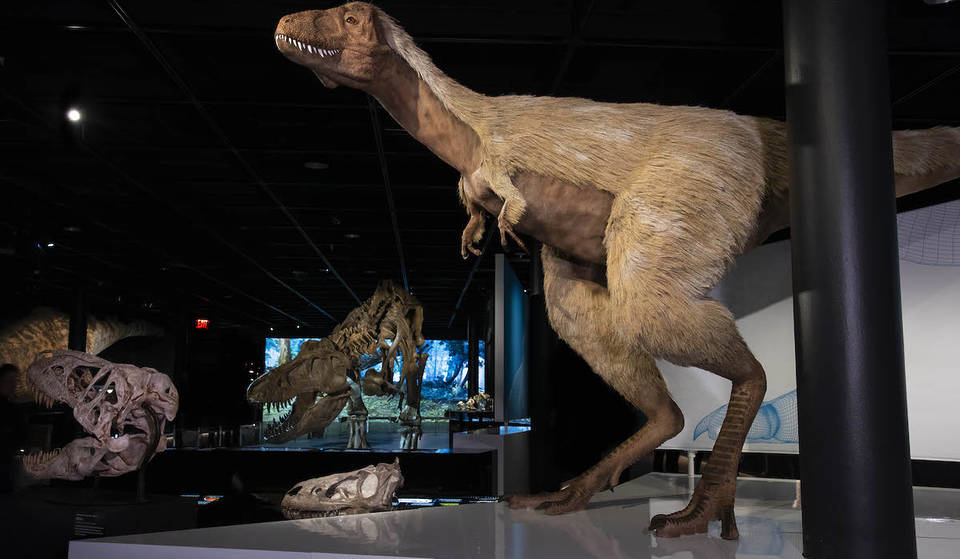 El Museo Fernbank celebra el «Verano de los dinosaurios» con una nueva exposición especial: «T. rex: el depredador definitivo».