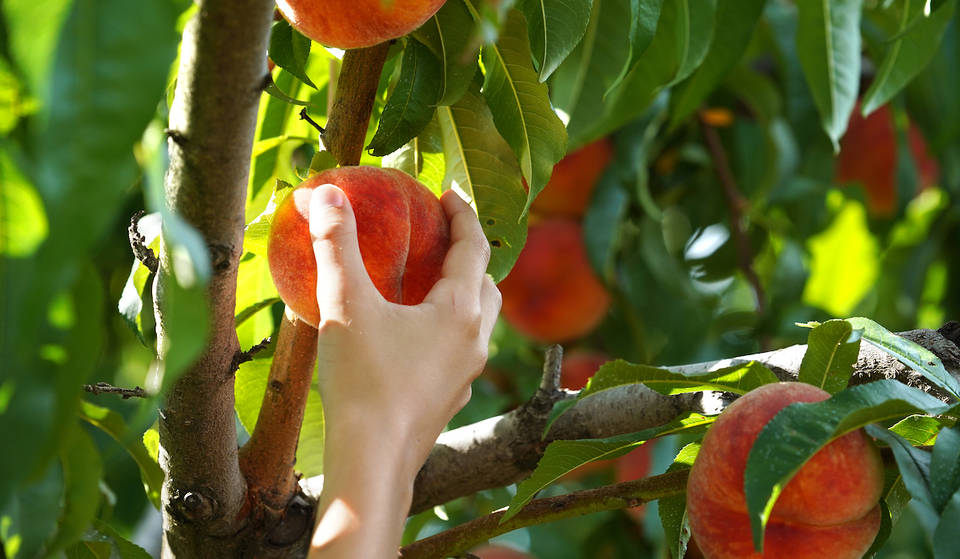 One of the ‘Top 10 Best Specialty Food Festivals’ in the U.S. is a 3-day Peach Festival, just 2 hours from Atlanta — Home to the ‘World’s Largest Peach Cobbler’ &amp; (formerly) the ‘World’s Heaviest Peach’