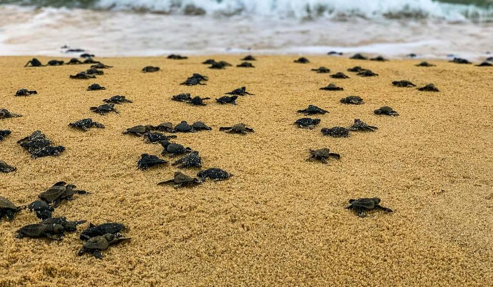This new interactive live Sea Turtle Tracker allows visitors to monitor active Georgia sea turtle nests — Visit Jekyll Island, Georgia’s serene coastal paradise, just 4.5 hours from Atlanta