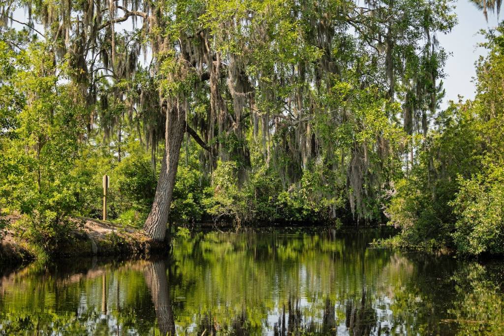 Paisaje del pantano en el Refugio Nacional de Vida Silvestre de Okefenokee, en Georgia