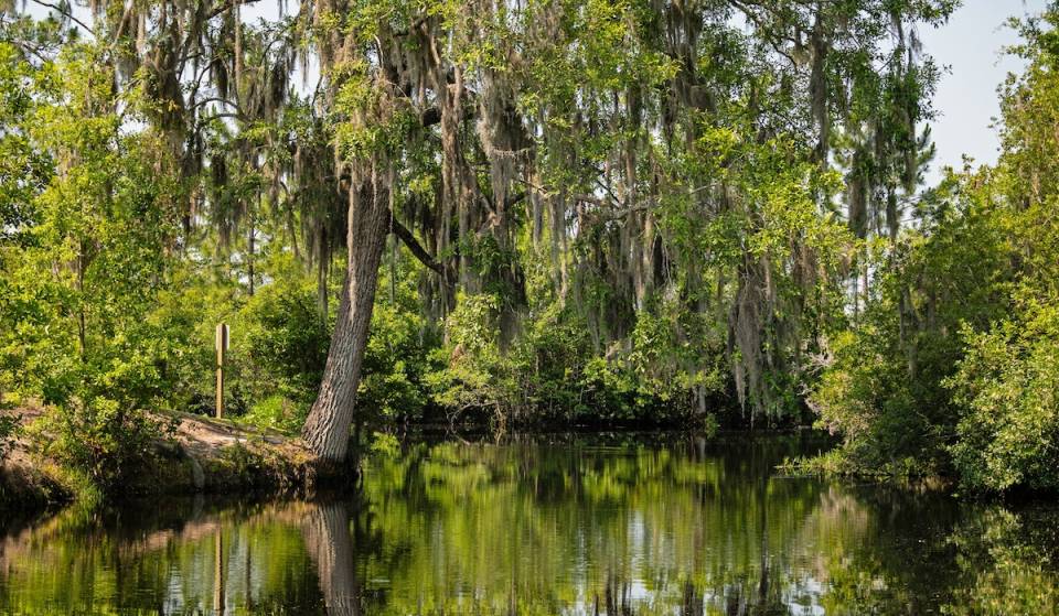 The 438,000-acre Okefenokee Swamp might become Georgia’s first World Heritage Site, joining an extremely prestigious list with only 26 sites within the U.S. — North America’s largest ‘blackwater’ wetland