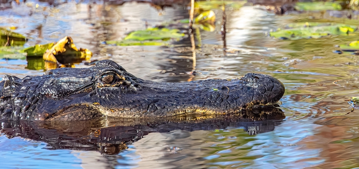 Refugio Nacional de Vida Silvestre de Okefenokee, Georgia, EE. UU. 19 de noviembre de 2025.