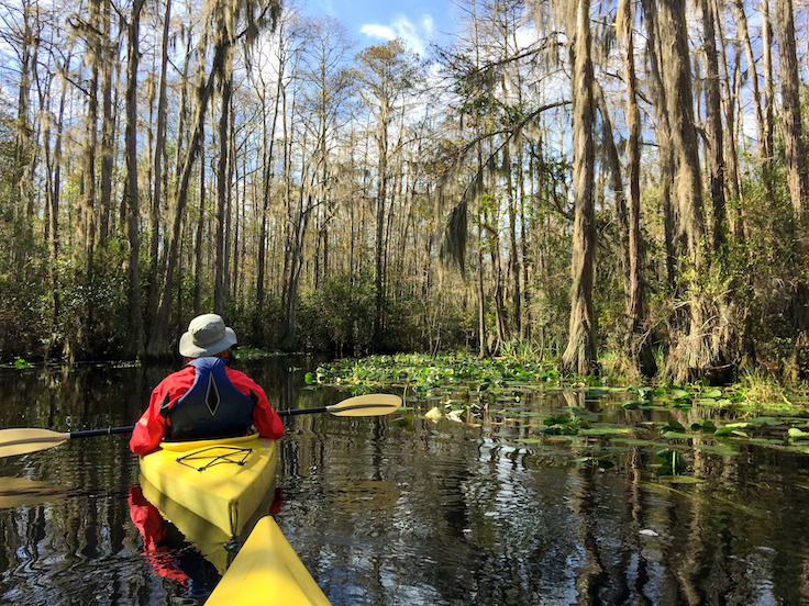 Una pareja en kayak atravesando el gran pantano de aguas negras del Refugio Nacional de Vida Silvestre de Okefenokee.