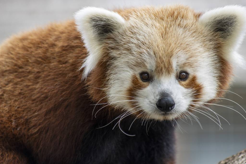 panda rojo