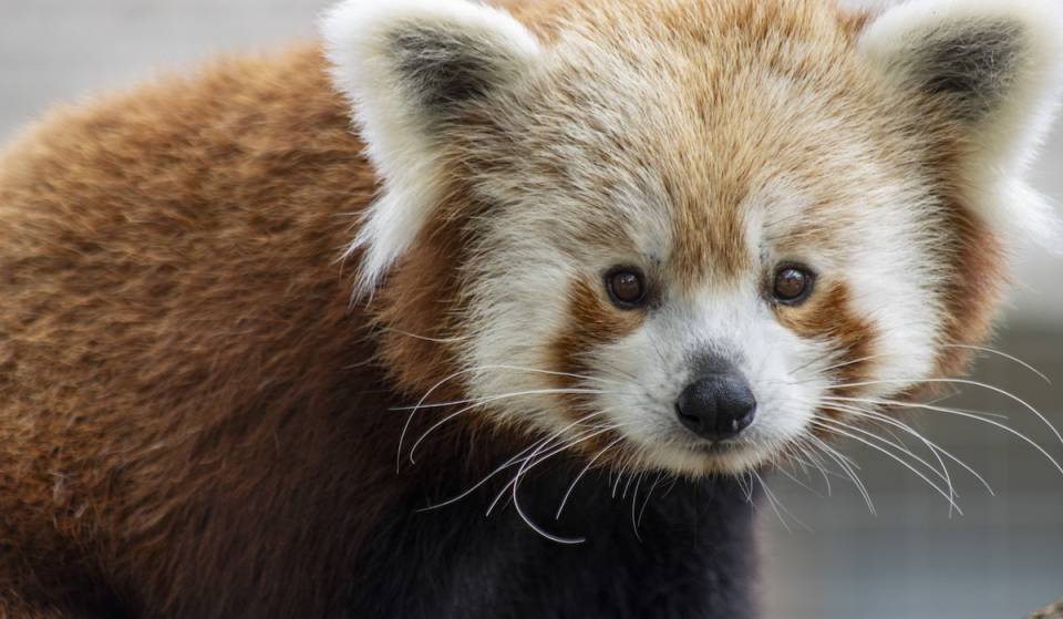 Say hello to Paprika, Zoo Atlanta’s adorable new red panda — here’s how you can visit her