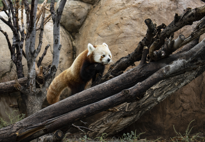 panda rojo sobre un tronco