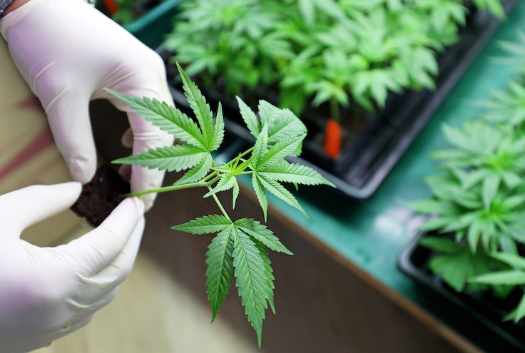 Cultivo de marihuana en interior, plantar cannabis, tenerlo en la mano