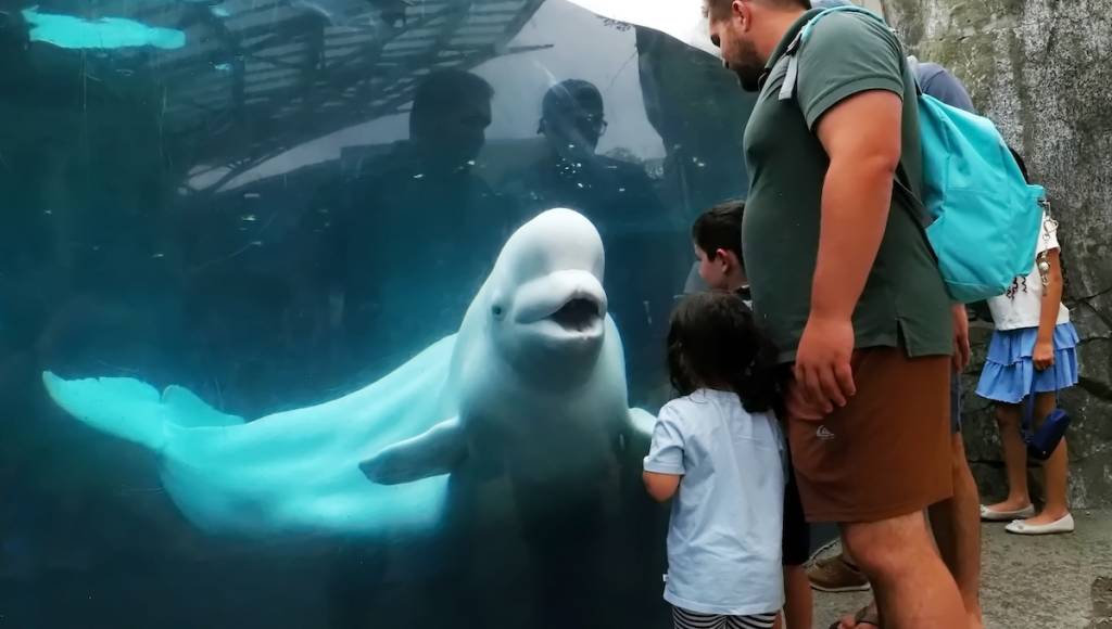 Mystic, Connecticut USA - July 31, 2025: A beluga whale meeting people at the Mystic Aquarium.