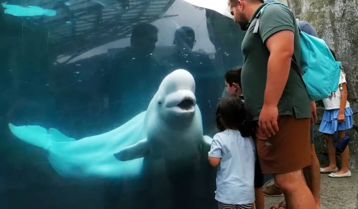 El Acuario de Georgia está rescatando a dos belugas de un zoológico canadiense que ha cerrado, en lo que supone uno de los rescates de belugas más grandes y complejos de la historia del Acuario de Georgia.