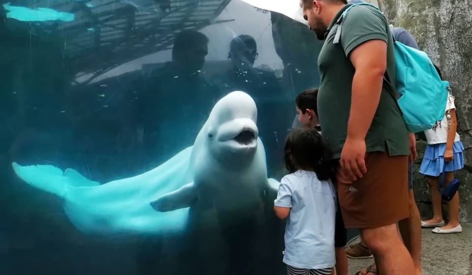 El Acuario de Georgia está rescatando a dos belugas de un zoológico canadiense que ha cerrado, en lo que supone uno de los rescates de belugas más grandes y complejos de la historia del Acuario de Georgia.