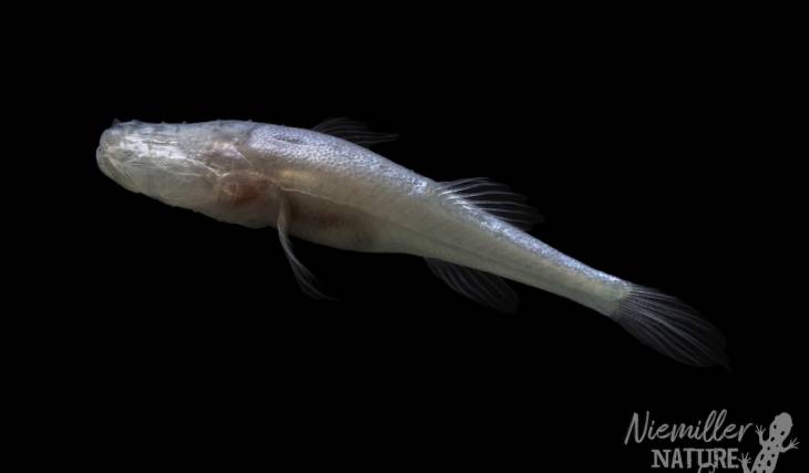 Acaban de descubrir un «pez demonio de las cuevas» sin ojos en una cueva situada bajo una instalación de armas químicas de la Segunda Guerra Mundial en Alabama, ¡y lleva el nombre de un famoso monstruo de «Stranger Things»!