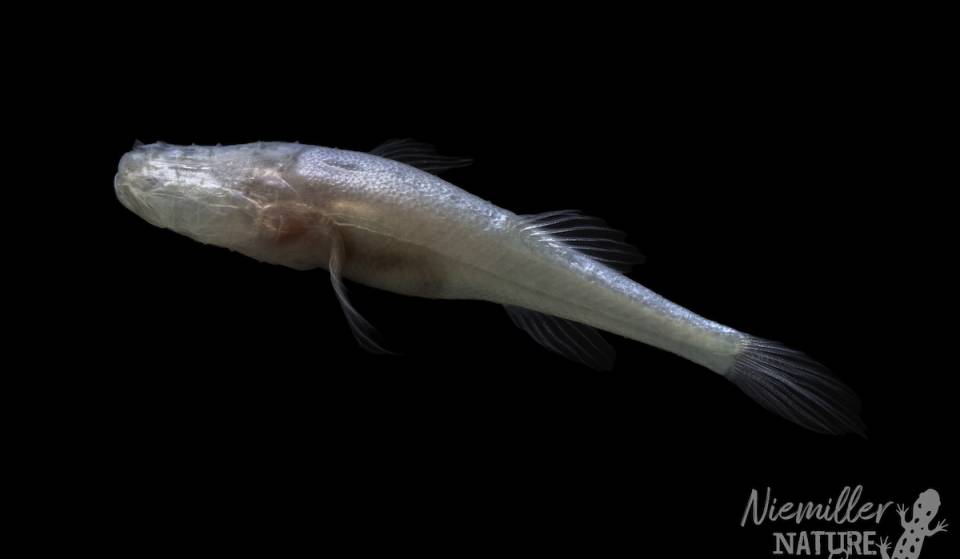 An eyeless ‘Demon Cavefish’ was just discovered in a cave beneath a WWII chemical weapons facility in Alabama — and it’s named after a famous ‘Stranger Things’ monster