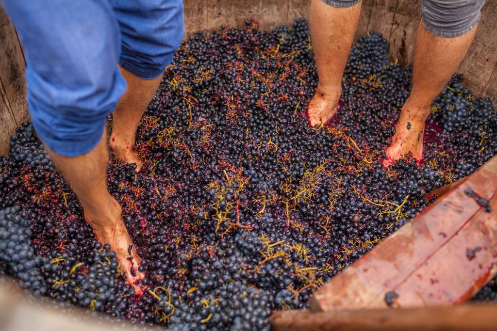 grape stomping