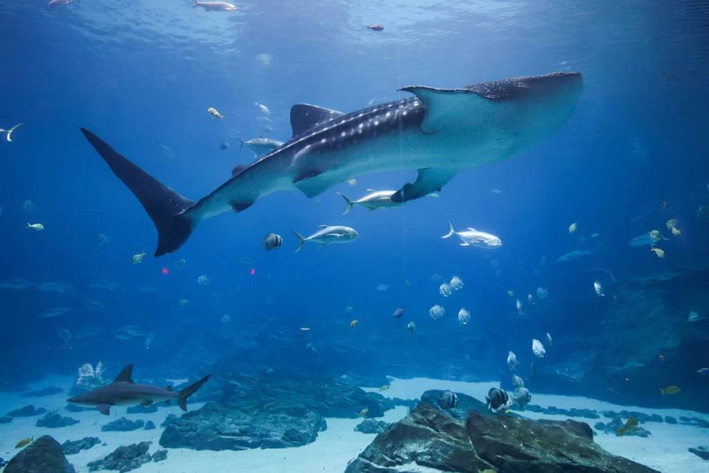 whale shark