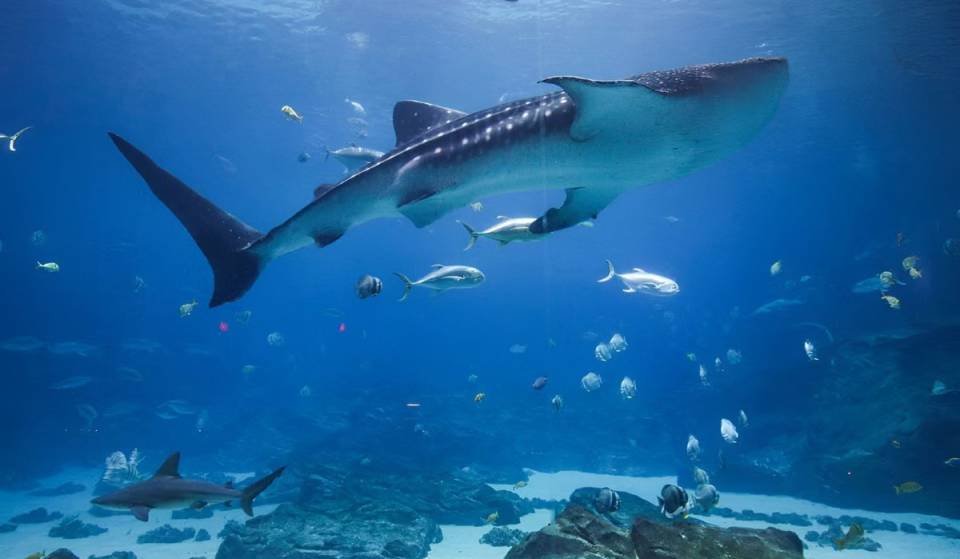 The Georgia Aquarium is the only aquarium in America home to a whale shark, the world’s largest fish — and you can swim alongside him