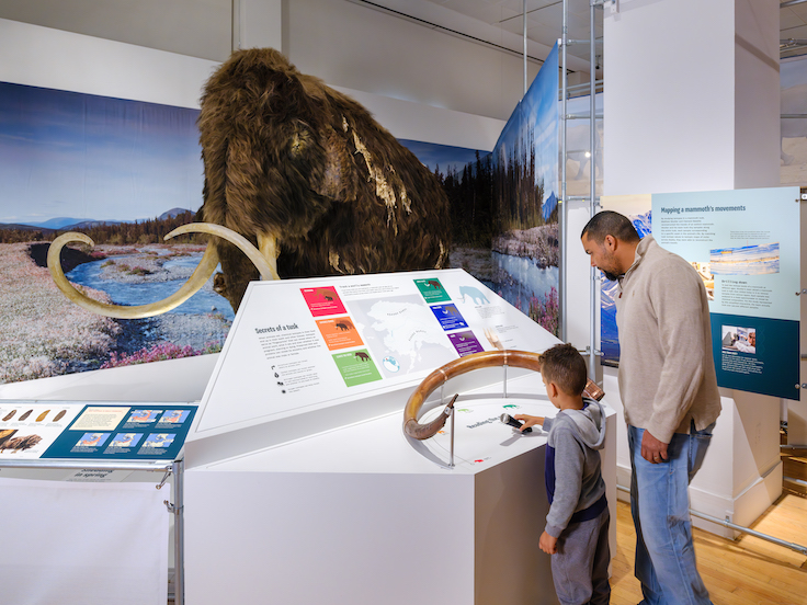 Un modelo interactivo de colmillo de mamut muestra cómo los científicos utilizan las «huellas» de isótopos para descubrir cómo los mamuts recorrieron lo que hoy es Alaska hace unos 17 000 años.