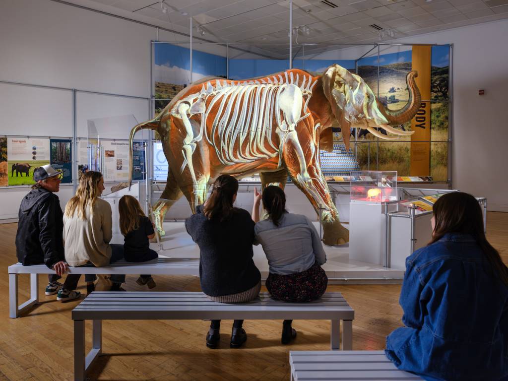 La exposición cuenta con una réplica a tamaño real de un elefante africano, el animal terrestre vivo más grande. Una proyección de vídeo en un lateral de la réplica muestra el esqueleto de este enorme mamífero y ofrece una visión detallada de cómo procesa la enorme cantidad de comida que ingiere —entre 300 y 500 libras al día— y de la gestación de los elefantes, que puede durar casi dos años, más que la de cualquier otro mamífero vivo.