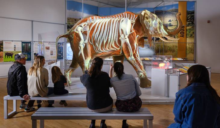 A larger-than-life elephant exhibit is stomping into Fernbank this October — life-size African elephant & woolly mammoth models, an ear-flapping activity & more
