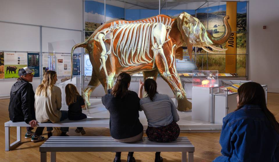 A larger-than-life elephant exhibit is stomping into Fernbank this October — life-size African elephant &amp; woolly mammoth models, an ear-flapping activity &amp; more