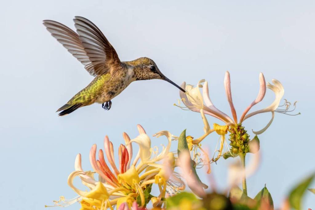 colibrí