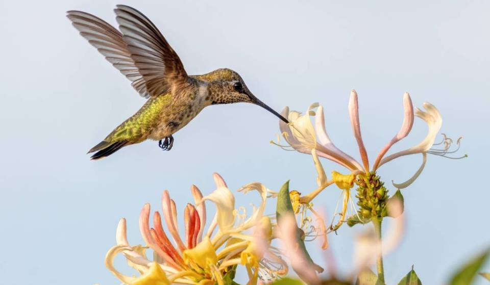 Es la temporada de migración de los colibríes en Georgia: aquí te explicamos cómo preparar en casa el néctar perfecto para colibríes y atraer a estas hermosas aves a tu jardín