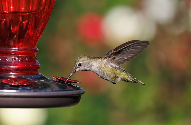 colibrí