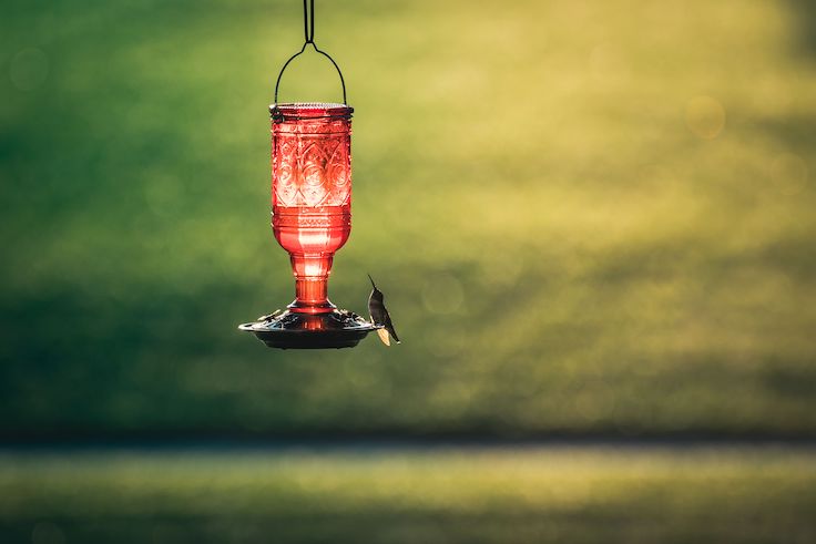 comedero para colibríes
