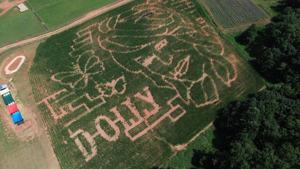 A Dolly Parton themed corn maze