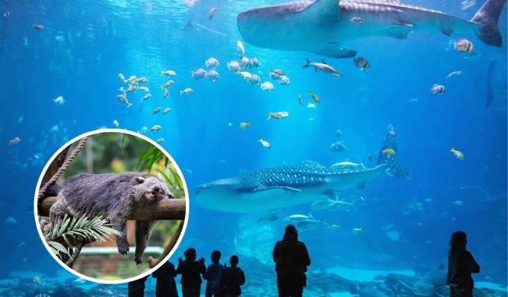 America’s largest aquarium in the heart of Atlanta just opened a new gallery featuring a canopy walk, a rare bearcat-like species, and otters