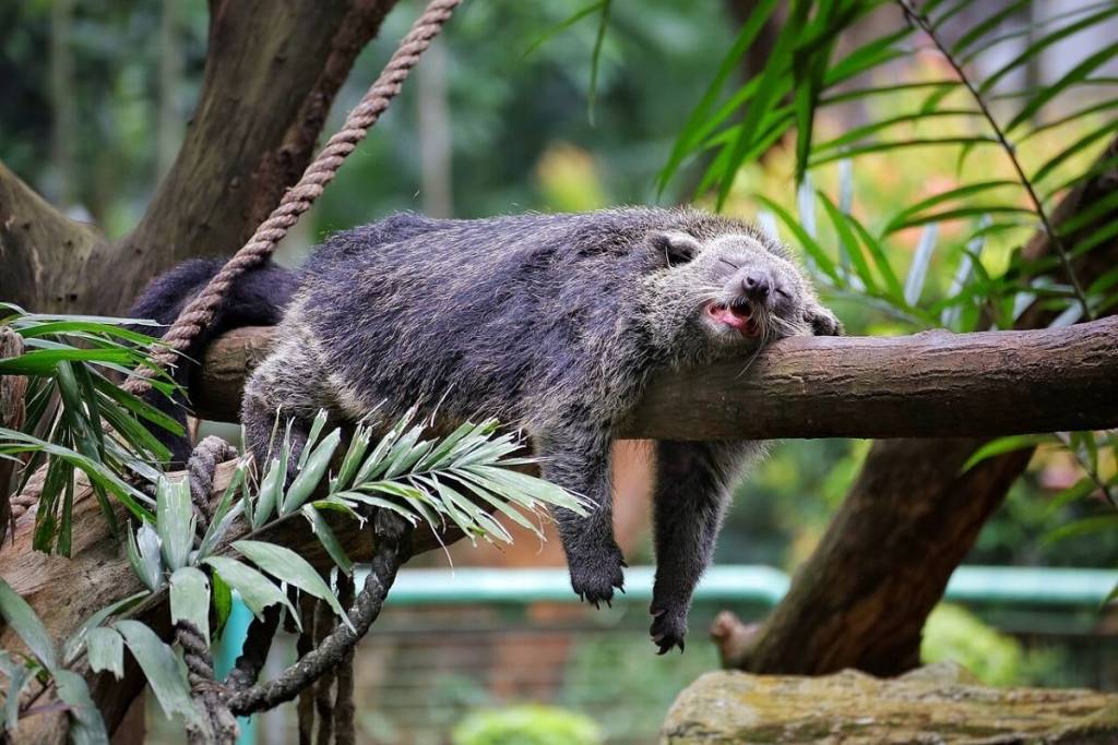 binturong