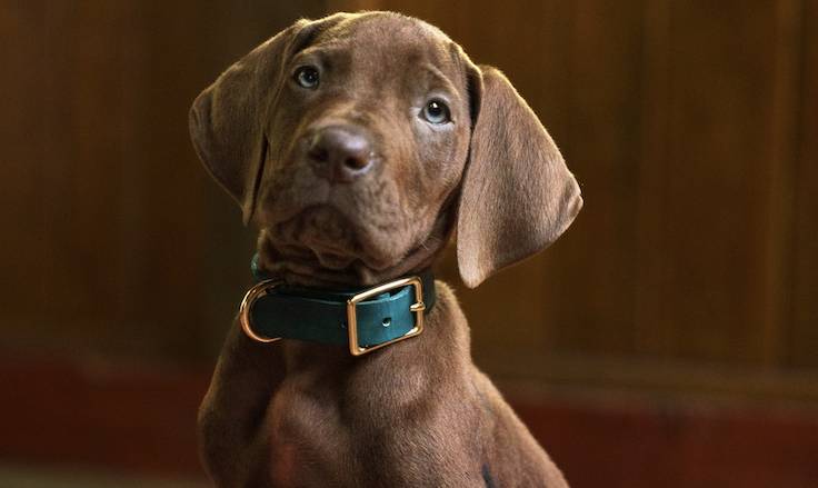 Scooby-Doo como un perro de verdad, un gran danés de color marrón chocolate