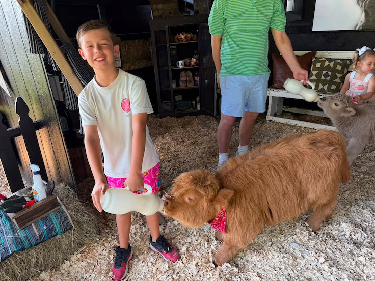 un niño pequeño dando el biberón a una adorable cría de vaca de las Highlands