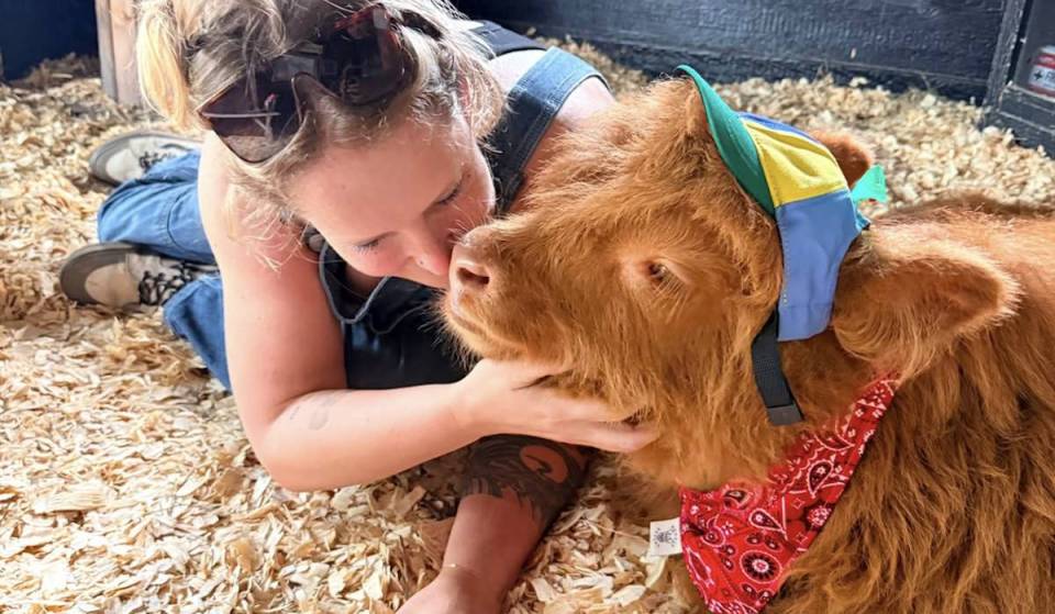 Acurrúcate con las adorables vacas miniatura de la raza Highland en esta granja familiar a solo 30 minutos de Atlanta