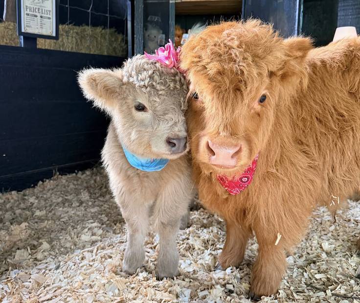 dos adorables terneros de raza Highland