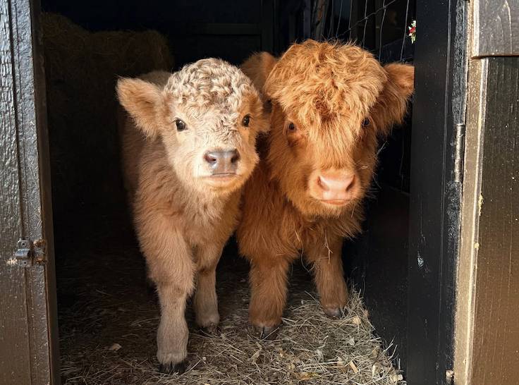 dos adorables terneros de raza Highland