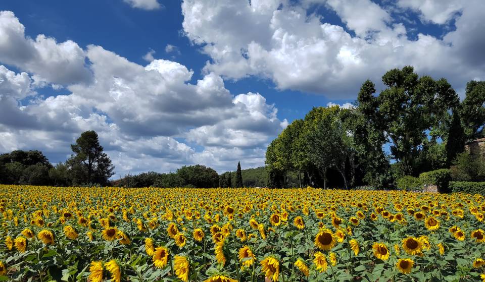This massive sunflower field boasts over 900,000 gorgeous flowers on 30 acres — just 1.5 hours from Atlanta
