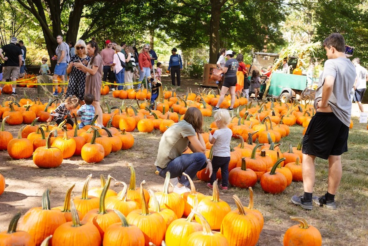 un huerto de calabazas en el Cementerio de Oakland