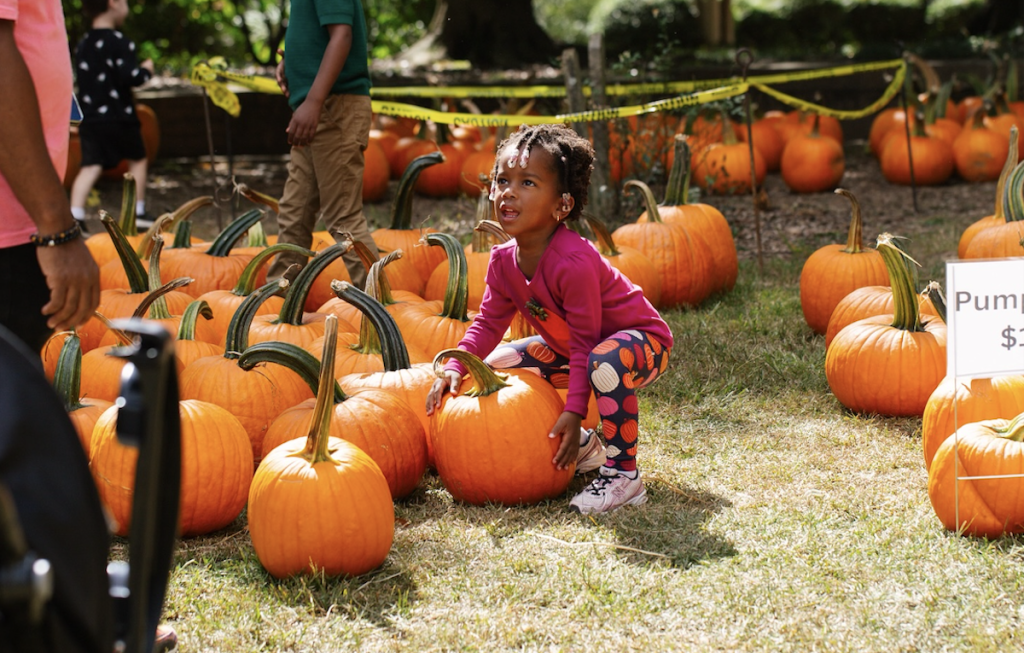 un huerto de calabazas en el Cementerio de Oakland