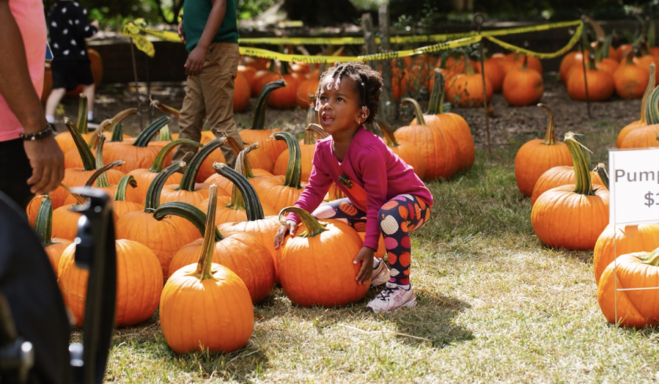 El cementerio de Oakland organiza este octubre un festival de otoño y un huerto de calabazas gratuitos de dos días de duración