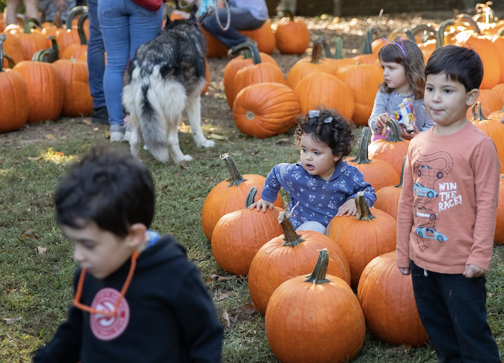 un huerto de calabazas en el Cementerio de Oakland