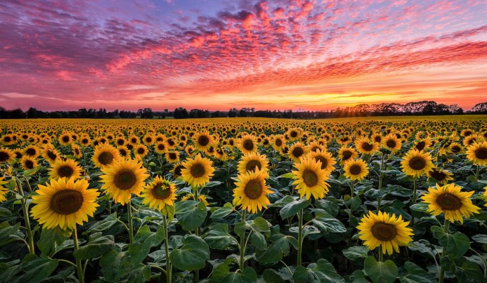 Esta extensa granja de flores, a solo una hora y media de Atlanta, acoge este septiembre un impresionante «Sunflower Jubilee» de seis días: puestos de artesanos, flores para recoger tú mismo, un huerto de calabazas al estilo de Cenicienta y mucho más.