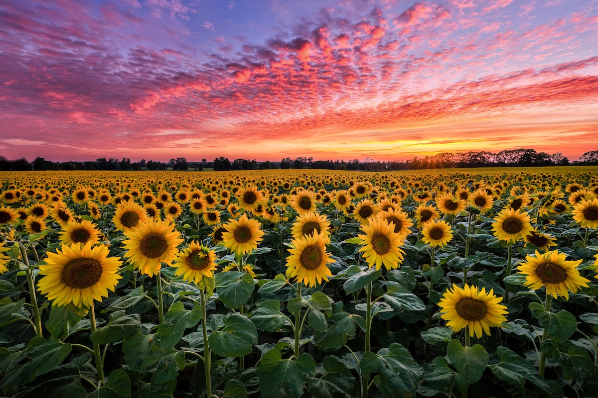 This sprawling flower farm just 1.5 hours from Atlanta is hosting a stunning 6-day Sunflower Jubilee this September — Artisan vendors, You-Pick flowers, a Cinderella pumpkin patch & more