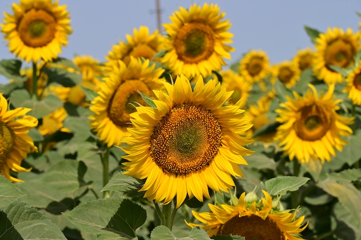 un primer plano del precioso campo de girasoles bajo el sol
