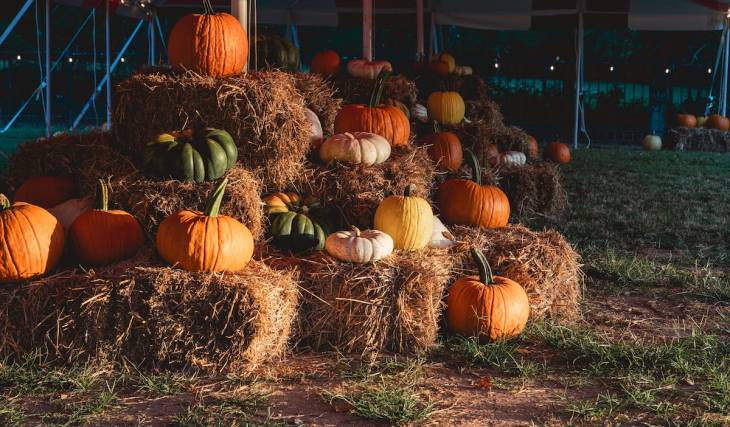 Skip the long road trip: these 2 cozy fall pumpkin patches are located ITP & sell perfect pumpkins for a good cause