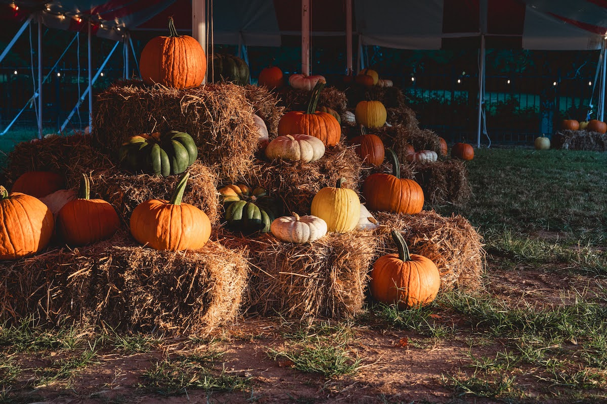 Skip the long road trip: these 2 cozy fall pumpkin patches are located ITP & sell perfect pumpkins for a good cause