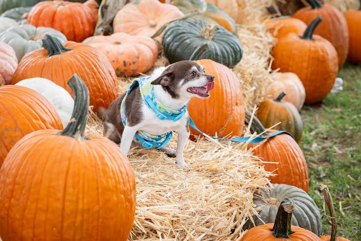 Huerto de calabazas en Atlanta para perros