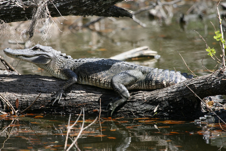 Alligator on tree trunk in Jean Lafitte national park near New Orleans
