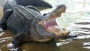 You can feed live alligators at this Atlanta wildlife sanctuary