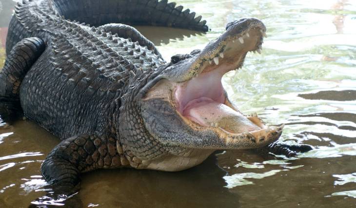 You can feed live alligators at this Atlanta wildlife sanctuary